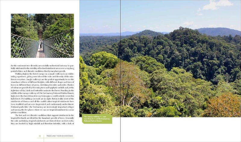 Rare Trees: The Fascinating Stories of the World's Most Threatened Species  - Image 4