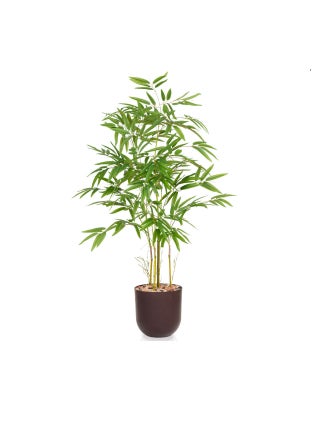 اسود