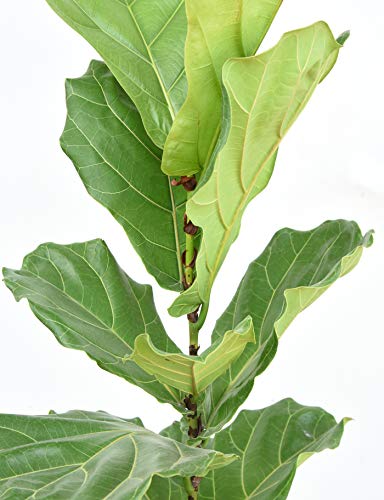 PERFECT PLANTS Fiddle Leaf Fig Slow-Release Fertilizer by Perfect Plants - Resealable 5oz. Bag - Consistent Nutrient Enrichment - for Indoor and Outdoor Use on All Ficus Varieties - Image 5