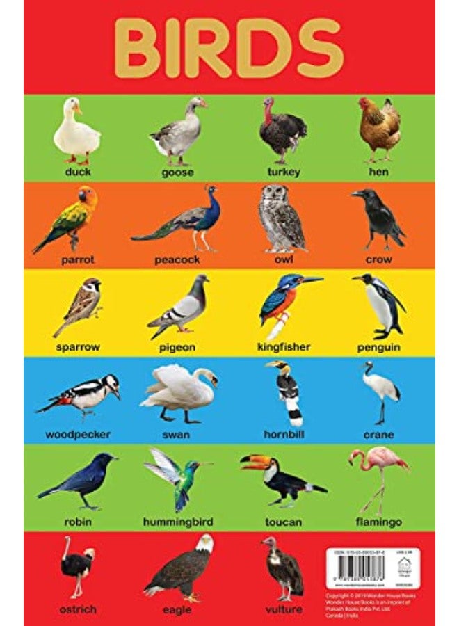 مخطط الطيور - مخطط تعليمي مبكر للأطفال: مثالي للتعليم المنزلي، رياض الأطفال و