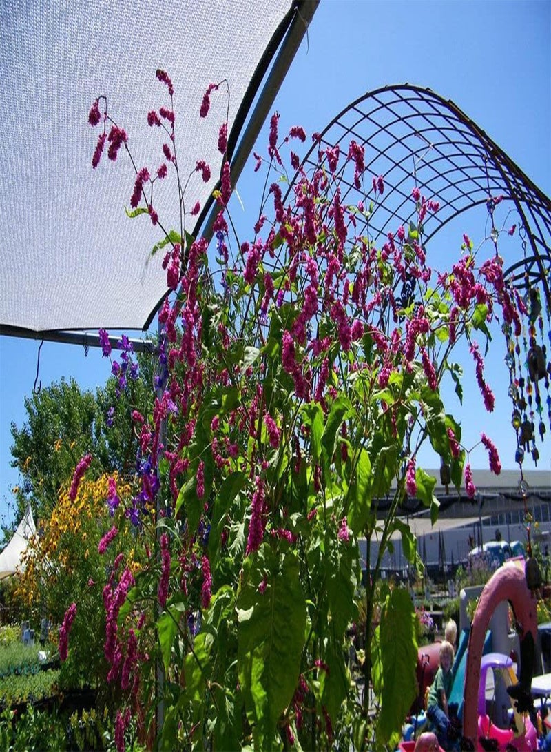 GGOOT Kiss-Me-Over-The-Garden-Gate Seeds - Polygonum Orientale - Bulk Annual - 50 Seeds  - Image 3