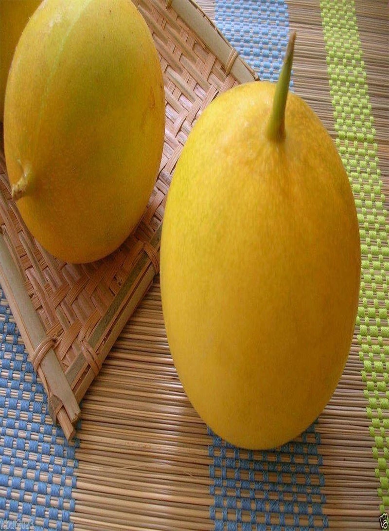 GGOOT Dosakai Melon Cucumber Seeds () Indian Round Yellow Cucumber !(25 Seeds) - Image 1