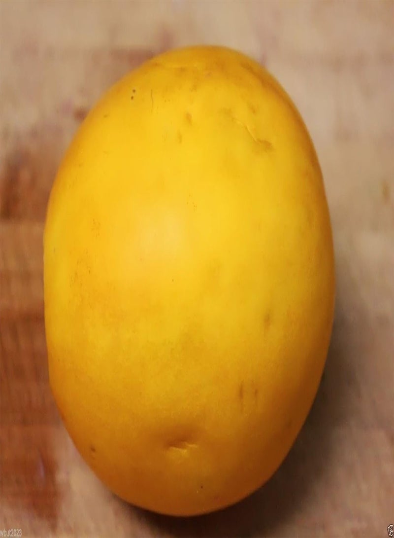 GGOOT Dosakai Melon Cucumber Seeds () Indian Round Yellow Cucumber !(25 Seeds) - Image 4