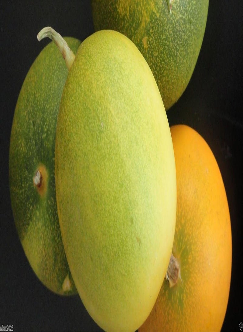 GGOOT Dosakai Melon Cucumber Seeds () Indian Round Yellow Cucumber !(25 Seeds) - Image 2