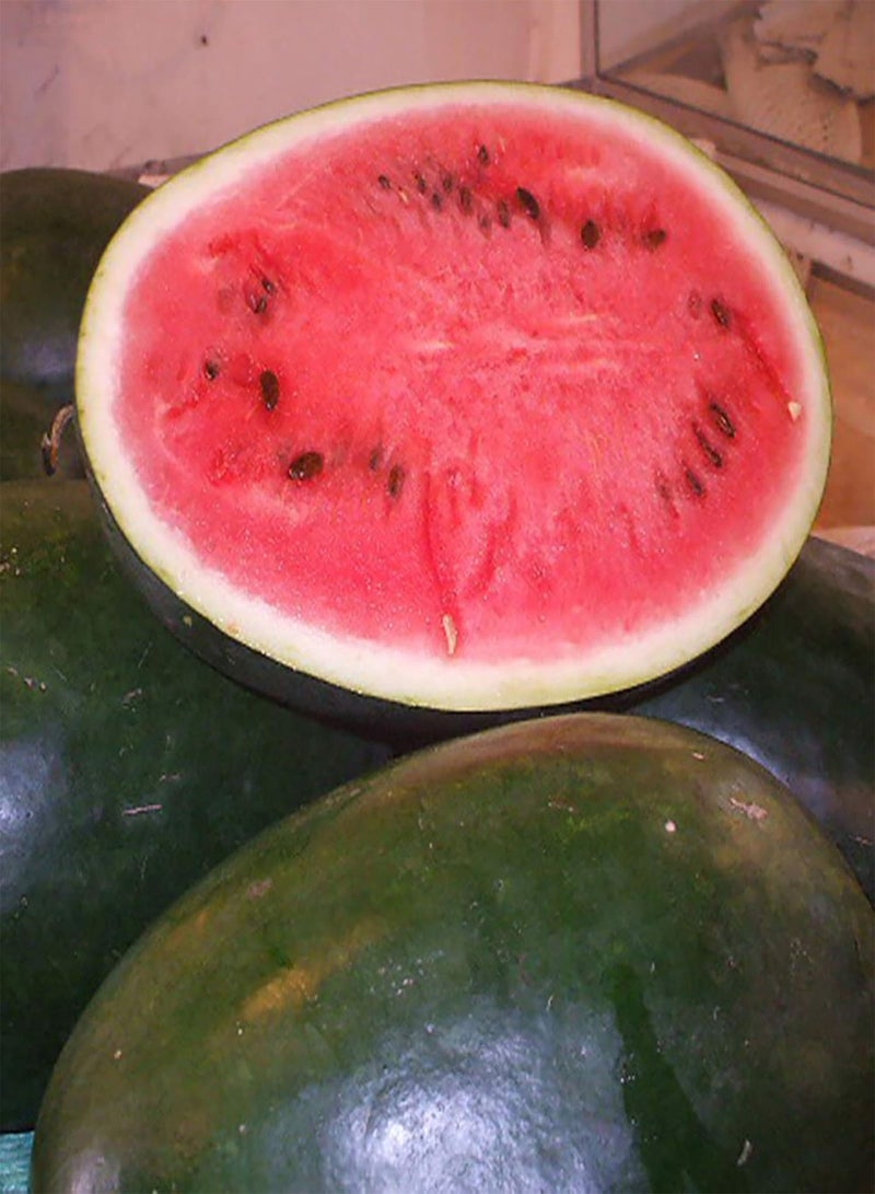 GGOOT 50Pcs/Bag Watermelon Seeds,Natural High Germination Crops Productive Melon Fruit Seeds for Planting Garden Yard Outdoor 1 Watermelon Seeds - Image 2
