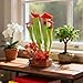 JAKI Carnivorous Plant Bonsai Building Set Sarracenia Pinguicula Drosera Artificial Plant Model Toy for Desk or Home Decor Gift Idea for Nature Lovers Adult Kids 12 - Image 4