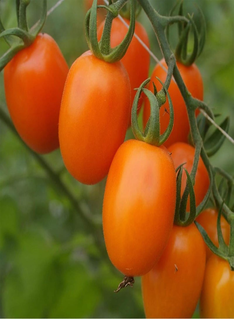 GGOOT Fruit Vegetables Plant Seeds 100Pcs/Bag Vegetable Seeds Nutritious Tasty Sweet Small Cherry-Sized Tomatoes Seeds for Home - Tomato Seeds - Image 4