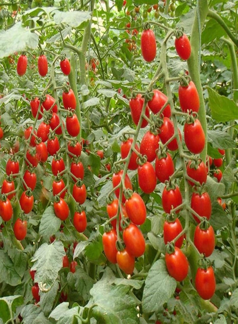 GGOOT Fruit Vegetables Plant Seeds 100Pcs/Bag Vegetable Seeds Nutritious Tasty Sweet Small Cherry-Sized Tomatoes Seeds for Home - Tomato Seeds - Image 1