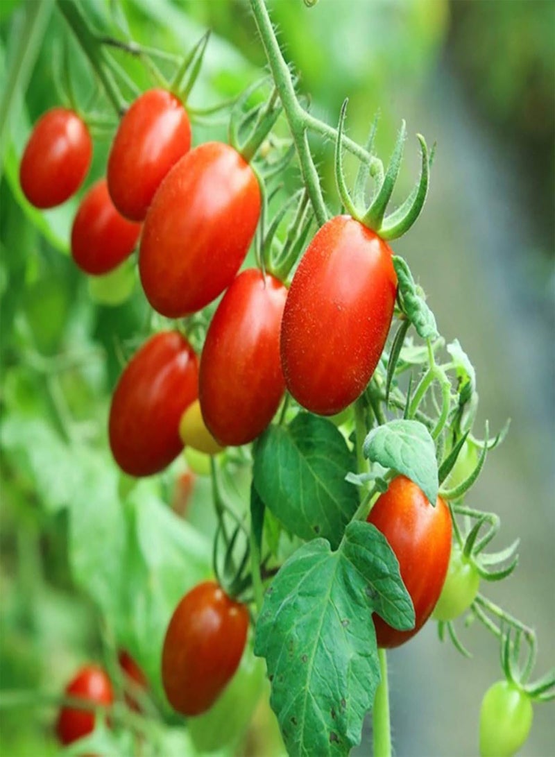 GGOOT Fruit Vegetables Plant Seeds 100Pcs/Bag Vegetable Seeds Nutritious Tasty Sweet Small Cherry-Sized Tomatoes Seeds for Home - Tomato Seeds - Image 3