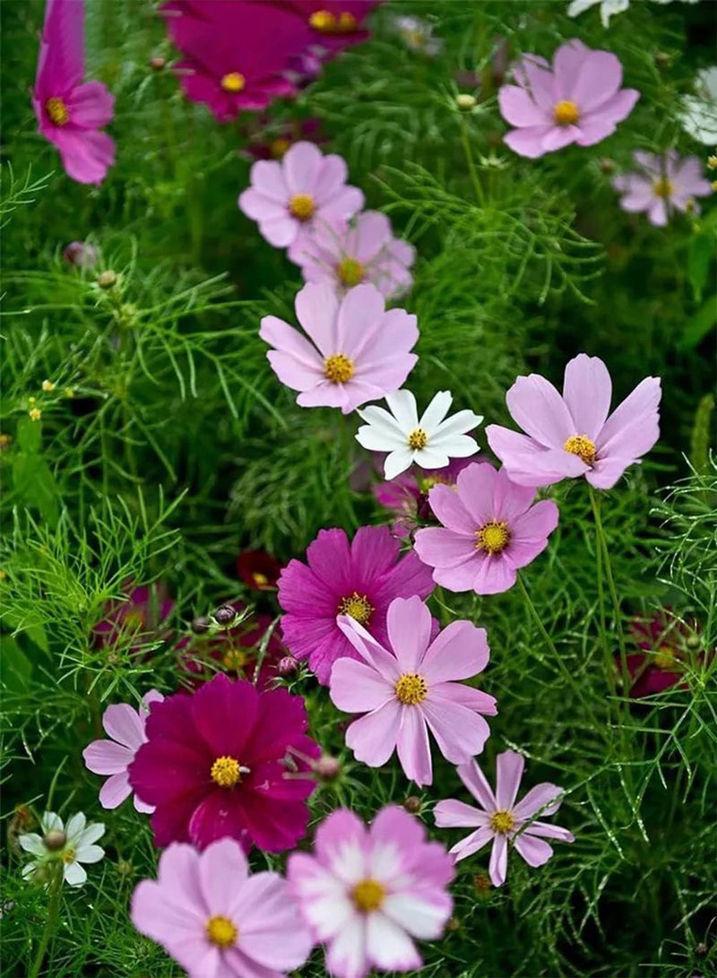 GGOOT 200pcs Gemengde Kleur Cosmos Zaden Binnen Buiten Groeien Gemakkelijk Instapniveau Bloemen Decor Bloembedden Gesneden Bloem Boeketten Ingemaakte Versieringen - Image 2