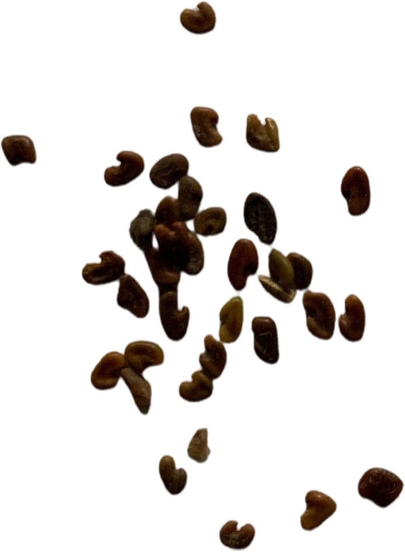 جي جوت بذور أوكساليس كورنيكولاتا، بذور أعشاب غنية وغير معدلة وراثيًا، سهلة الاستخدام لتزيين الحدائق وتجميلها، مناسبة للشرفات - Image 2