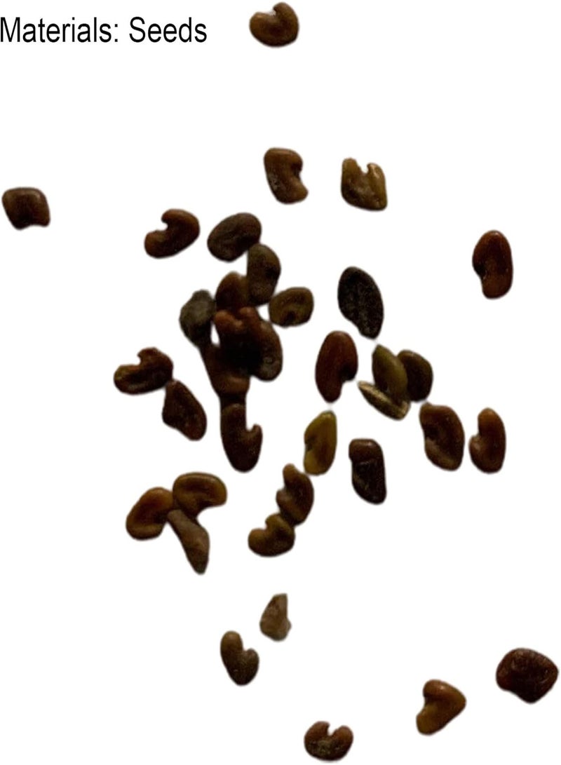 جي جوت بذور أوكساليس كورنيكولاتا، بذور أعشاب غنية وغير معدلة وراثيًا، سهلة الاستخدام لتزيين الحدائق وتجميلها، مناسبة للشرفات - Image 3