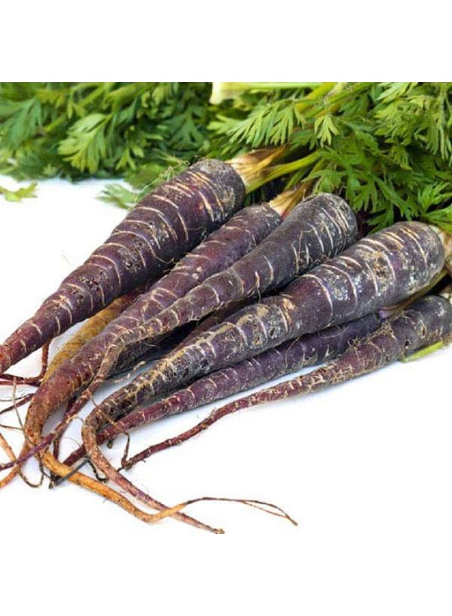 Carrot Black Wonder Vegetable Seeds