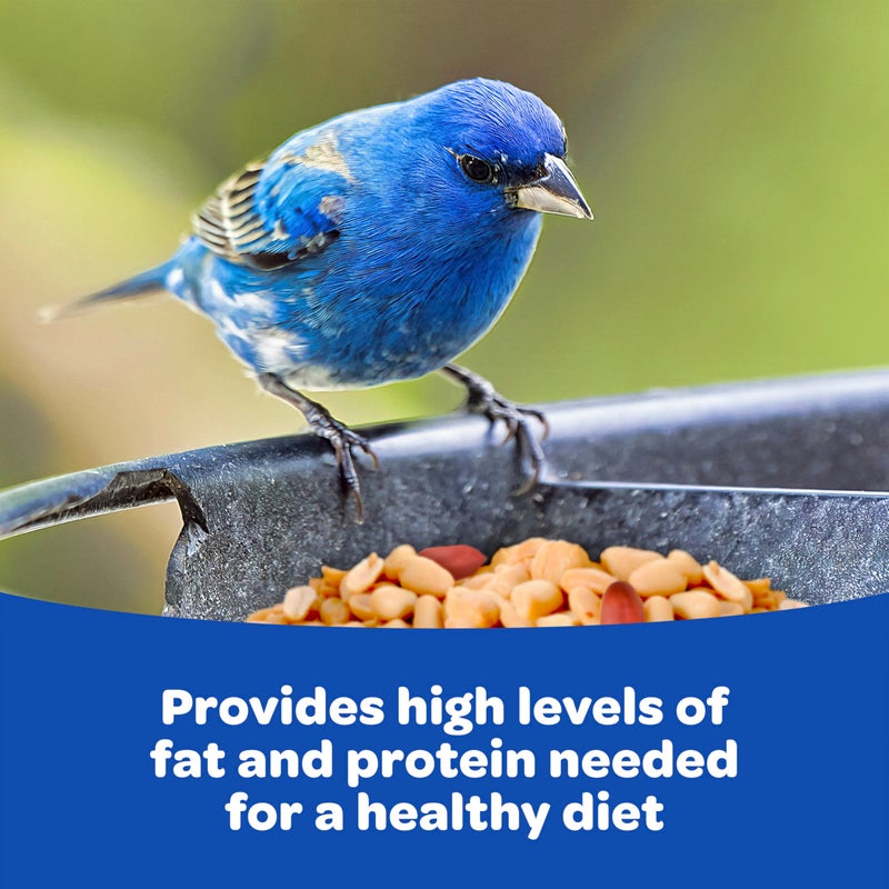 Kaytee Shelled Peanuts for Cardinals, Blue Jays, Woodpeckers and Other Outside Wild Birds, 11 Pounds - Image 3