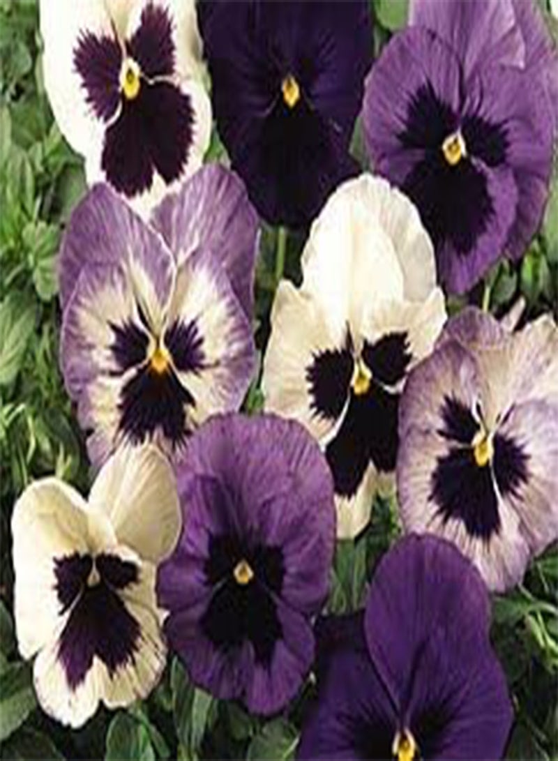 GGOOT Pansy Matrix Ocean Breeze Mix 100 Seeds