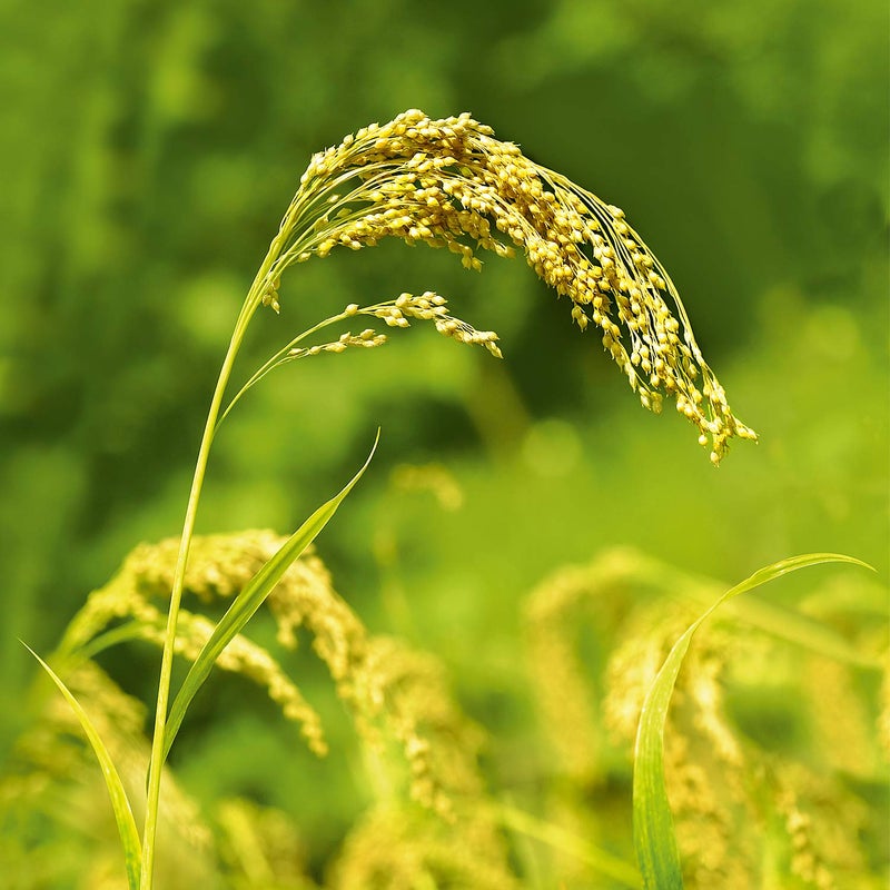 ويليدا شامبو مغذي بالذرة البيضاء - Image 5