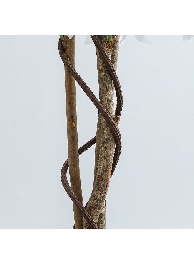 DANUBE HOME Cherry Blossom Artificial Tree – 150 cm Tall Faux Flowering Tree, Stylish Indoor Décor for Living Rooms, Offices & Events - Image 3