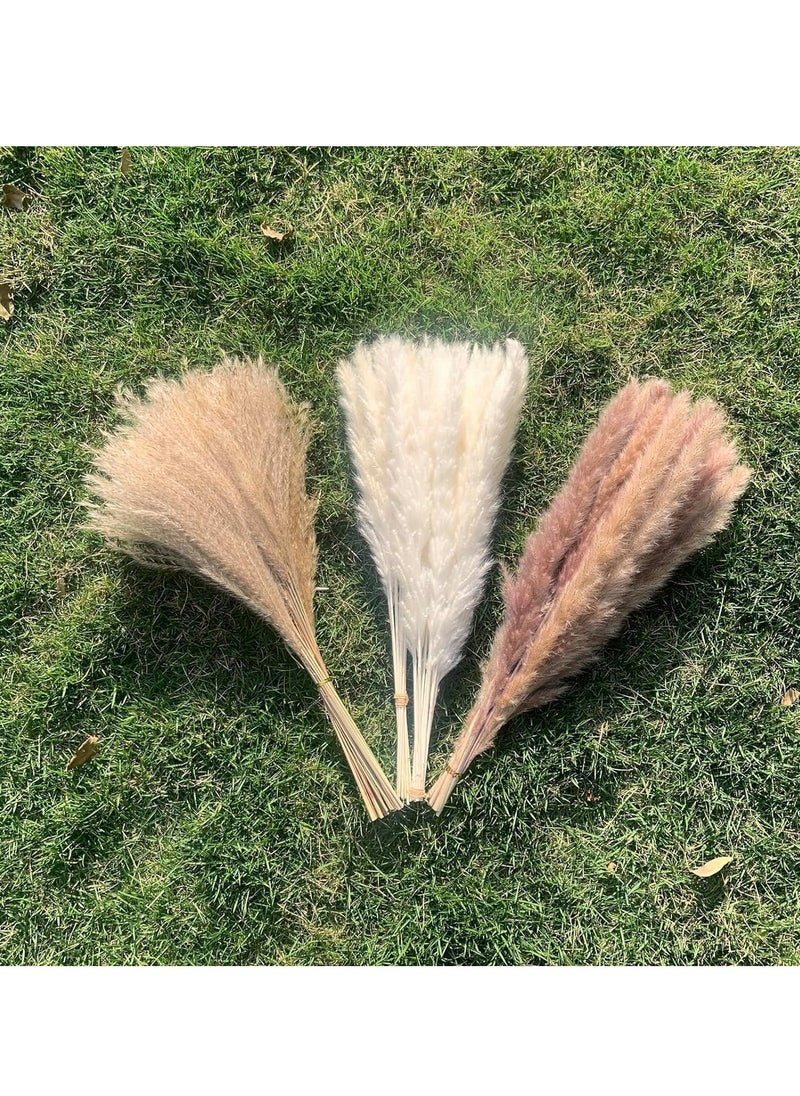 LIMOS Natural Dried Pampas Grass Bouquet : Brown White Reed Pampas Floral Arrangements Decorations for Home Room Office Party Decor (60PCS)  - Image 5