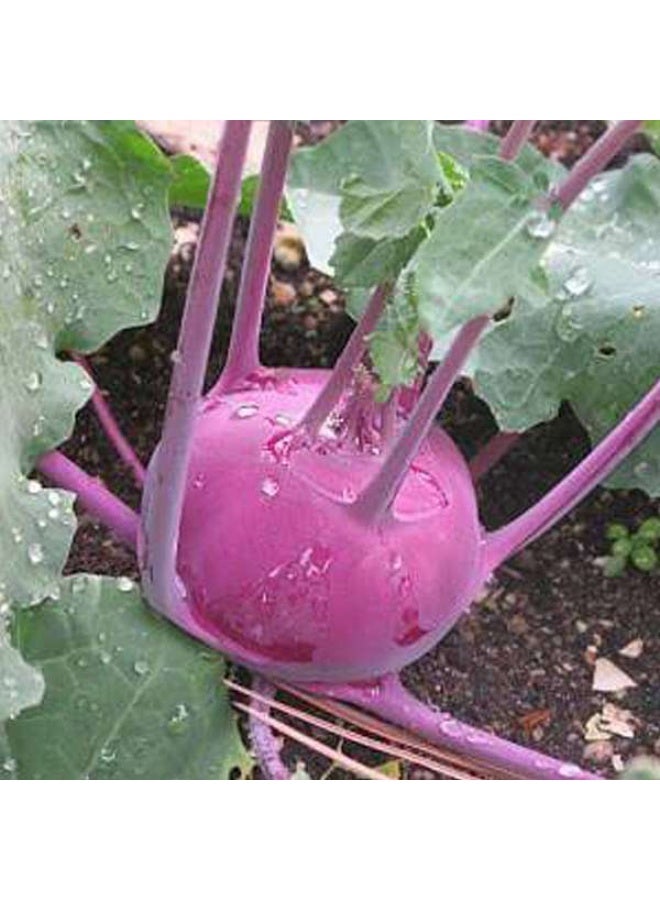 Knol Khol Red Desi Vegetable Seeds
