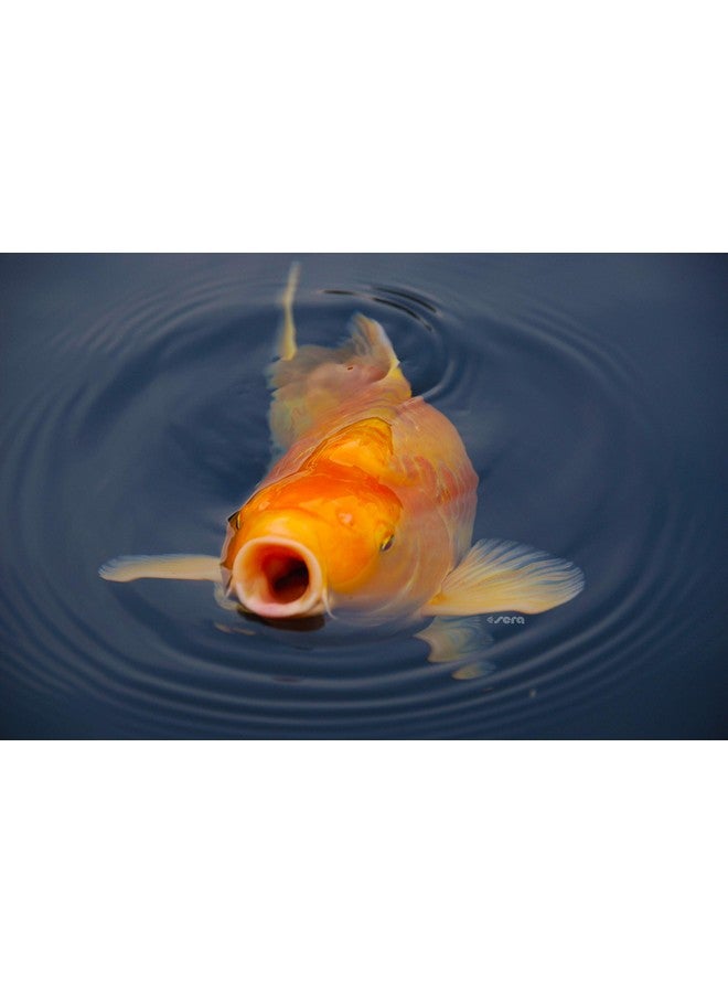 سيرا طعام سمك سيرا كوي رويال متوسط الحجم، 1000 مل - Image 5