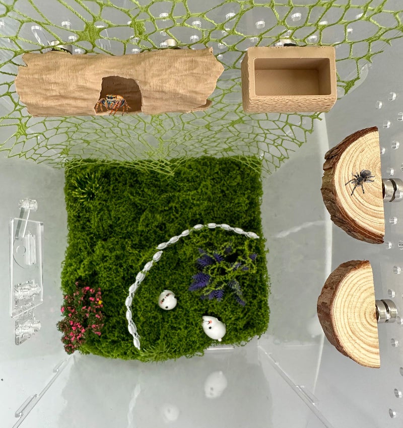 Okueejur 6Pcs Jumping Spider Accessories Set,Tree Jumping Spider Climbing Toy with Cave, Jumping Spider Feeder,2 Wooden Platforms and 2 Green Moss Ribbons,Small Reptile Enclosure Decoration Accessories - Image 1