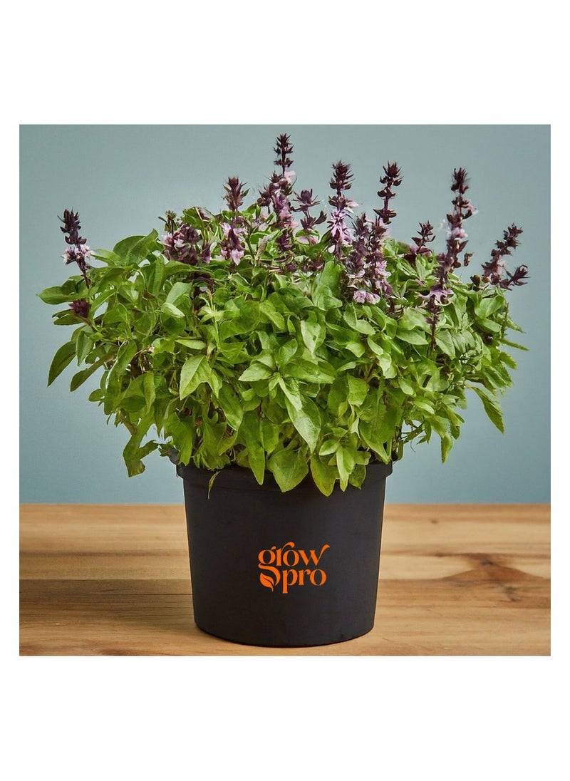 GROW Cinnamon basil seeds  - Image 1