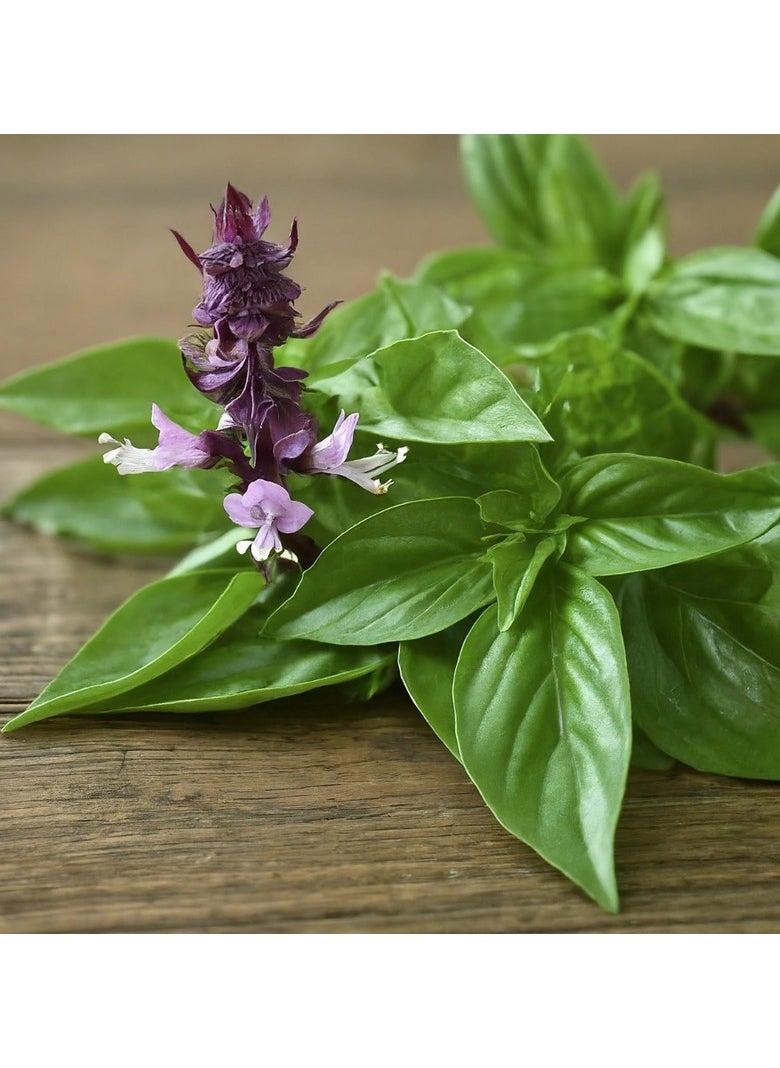GROW Cinnamon basil seeds  - Image 2