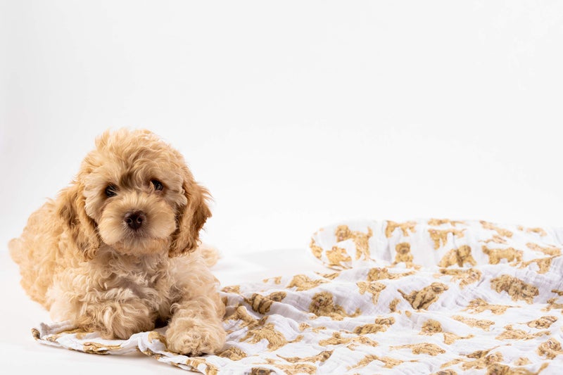 Mud Pie Golden Doodle Print Baby Swaddle Blanket, 47" x 47", - Image 3