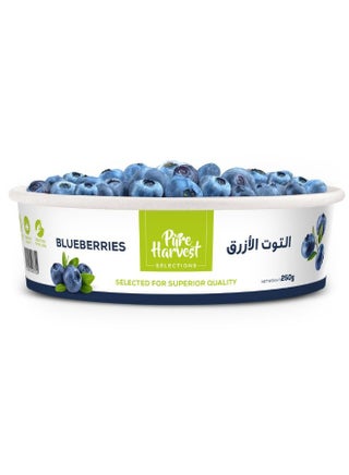Blueberry Jumbo