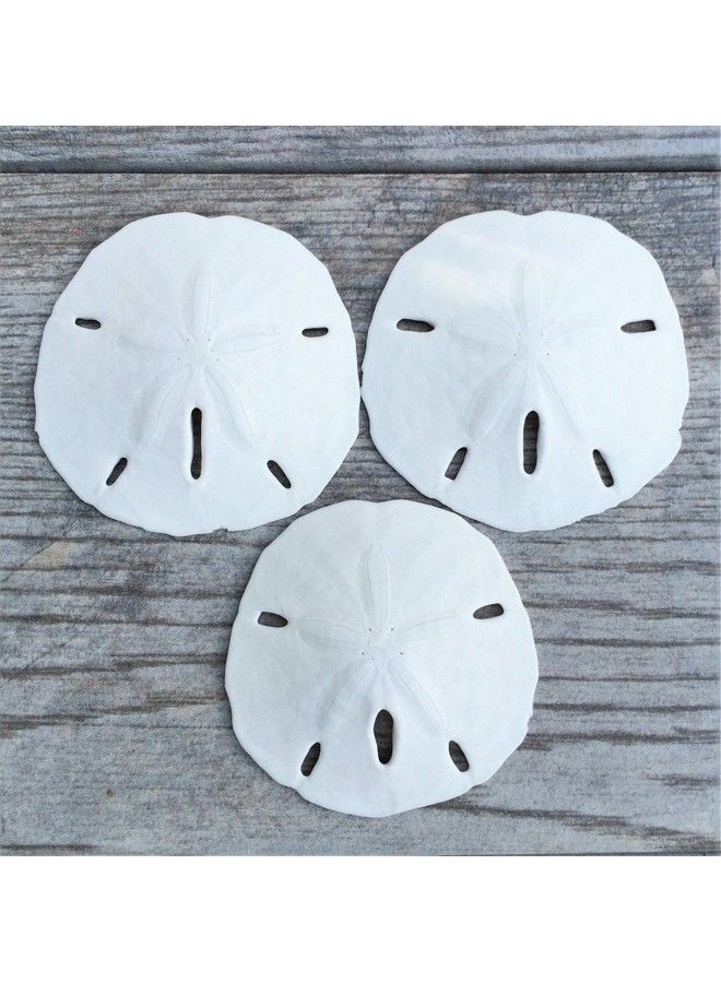 Nautical Crush Trading Sand Dollar ; Real Sand Dollars 2 1/2" To 3" (Set Of 3) ; Sand Dollar Shells ; Seashell Wedding ; Sand Dollars For Crafts ; Plus Free Nautical Ebook By Joseph Rains - Image 5