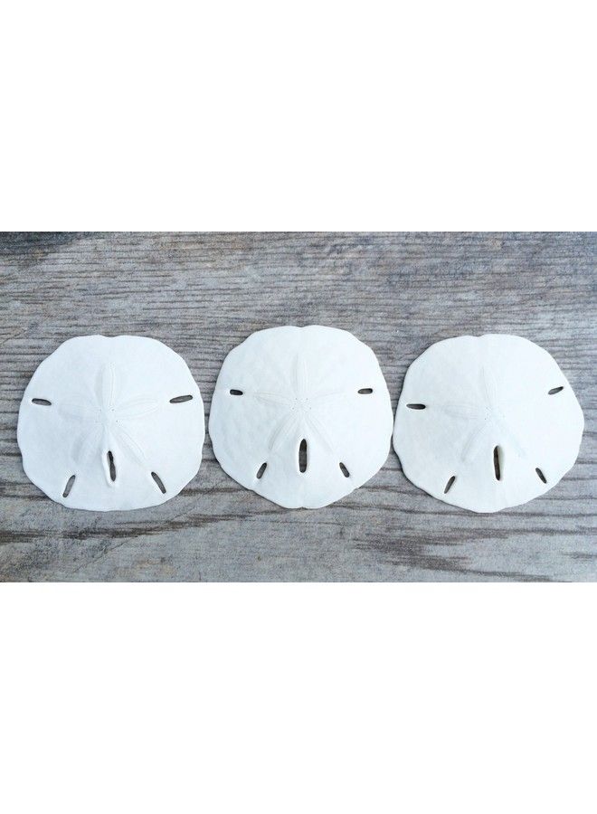 Nautical Crush Trading Sand Dollar ; Real Sand Dollars 2 1/2" To 3" (Set Of 3) ; Sand Dollar Shells ; Seashell Wedding ; Sand Dollars For Crafts ; Plus Free Nautical Ebook By Joseph Rains - Image 4