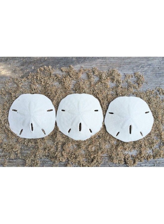 Nautical Crush Trading Sand Dollar ; Real Sand Dollars 2 1/2" To 3" (Set Of 3) ; Sand Dollar Shells ; Seashell Wedding ; Sand Dollars For Crafts ; Plus Free Nautical Ebook By Joseph Rains - Image 1