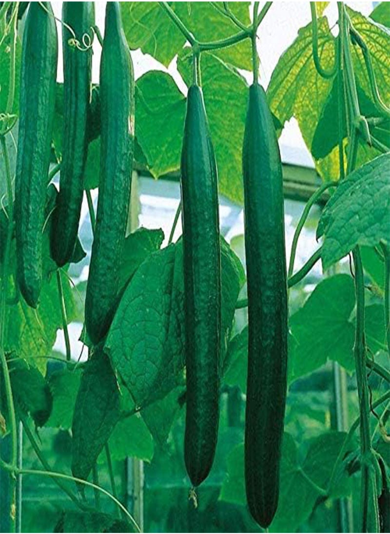 GGOOT - Cucumber Long Self-pollinated Zozula F1 Seeds Pickling Early Indoor Vegetable for Planting Giant Non GMO 10 Seeds - Image 1