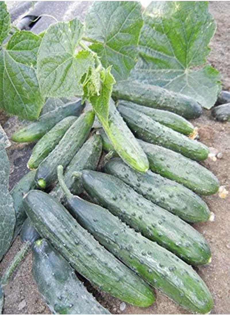GGOOT - Cucumber Long Self-pollinated Zozula F1 Seeds Pickling Early Indoor Vegetable for Planting Giant Non GMO 10 Seeds - Image 1