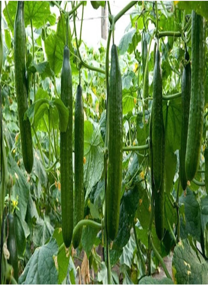 GGOOT - Cucumber Long Self-pollinated Zozula F1 Seeds Pickling Early Indoor Vegetable for Planting Giant Non GMO 10 Seeds - Image 1