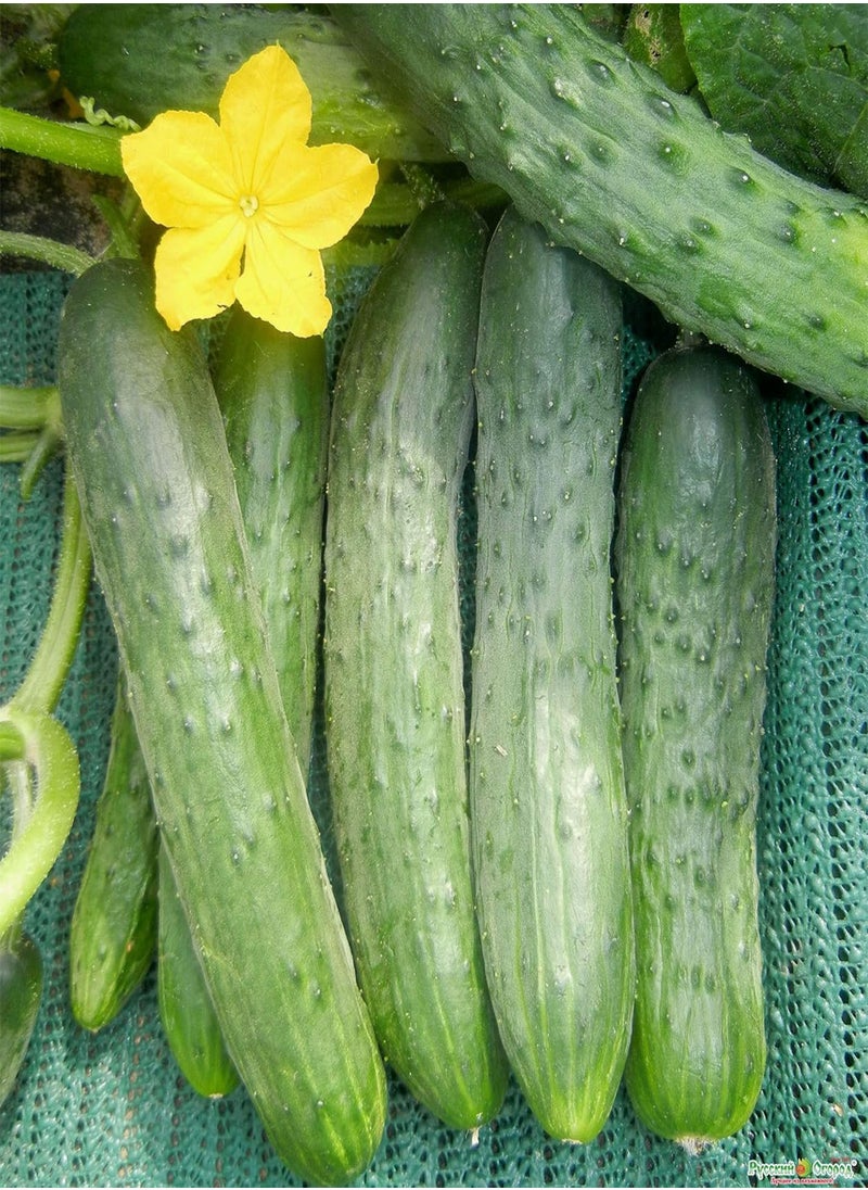 GGOOT - Cucumber Long Self-pollinated Zozula F1 Seeds Pickling Early Indoor Vegetable for Planting Giant Non GMO 10 Seeds - Image 1