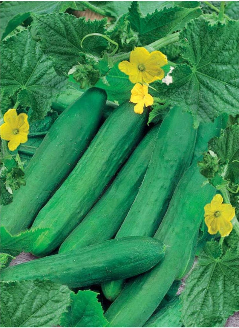 GGOOT - Cucumber Long Self-pollinated Zozula F1 Seeds Pickling Early Indoor Vegetable for Planting Giant Non GMO 10 Seeds - Image 1
