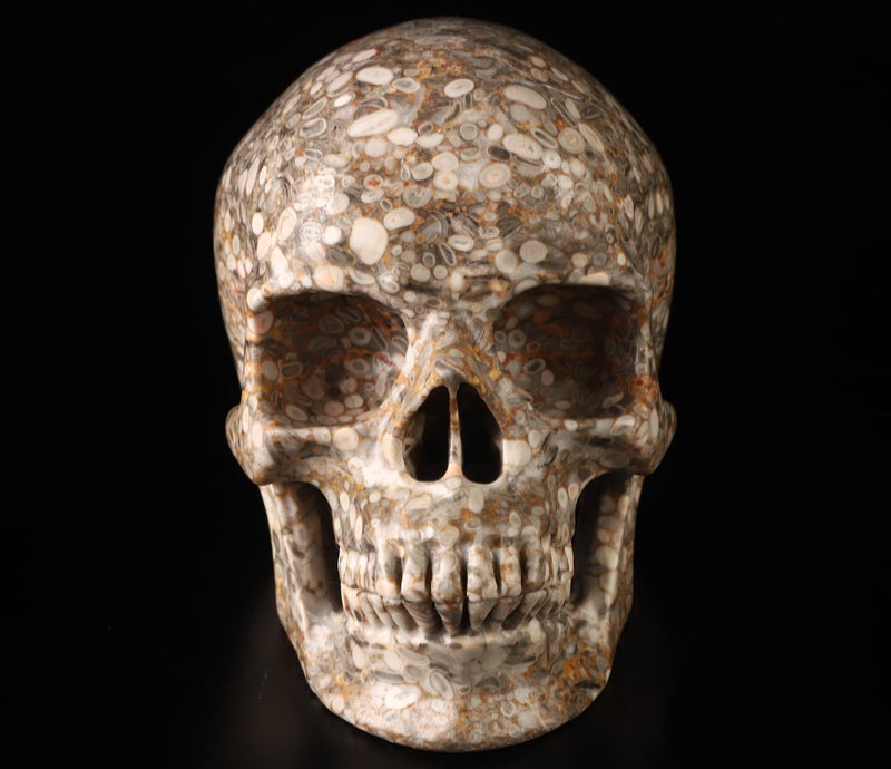 Skullis Skullis 5.0  Crinoid Fossil Super Crystal Skull  Hand Carved Gemstone Fine Art Sculpture  Reiki Healing Stone Statue.783  - Image 2