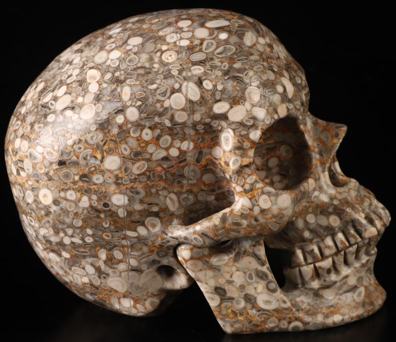 Skullis Skullis 5.0  Crinoid Fossil Super Crystal Skull  Hand Carved Gemstone Fine Art Sculpture  Reiki Healing Stone Statue.783  - Image 4