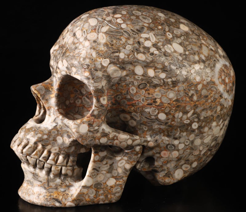 Skullis Skullis 5.0  Crinoid Fossil Super Crystal Skull  Hand Carved Gemstone Fine Art Sculpture  Reiki Healing Stone Statue.783  - Image 5
