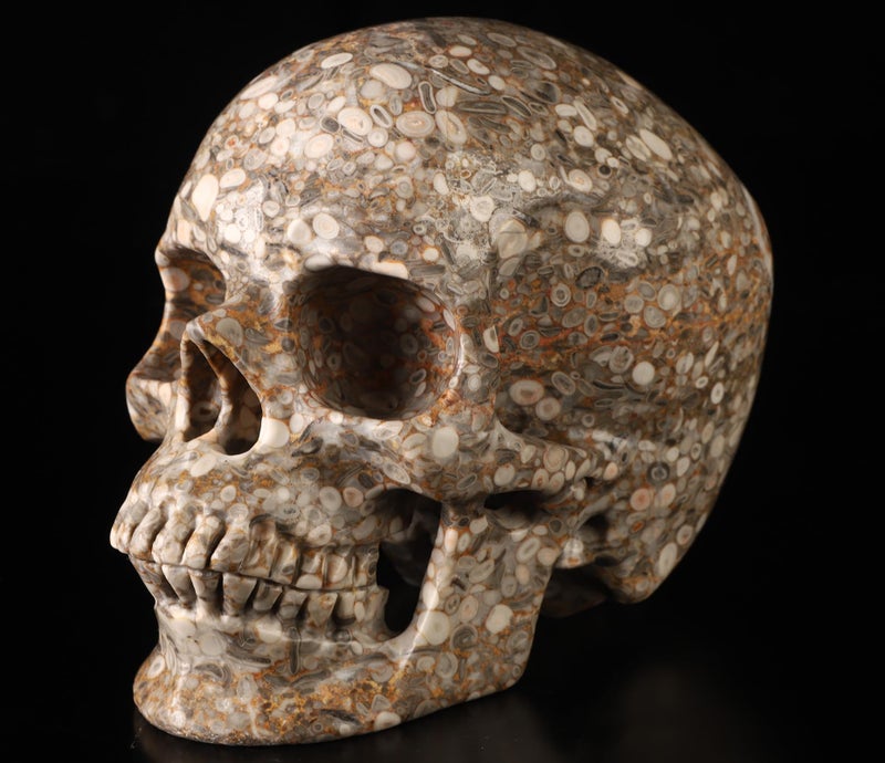 Skullis Skullis 5.0  Crinoid Fossil Super Crystal Skull  Hand Carved Gemstone Fine Art Sculpture  Reiki Healing Stone Statue.783  - Image 1