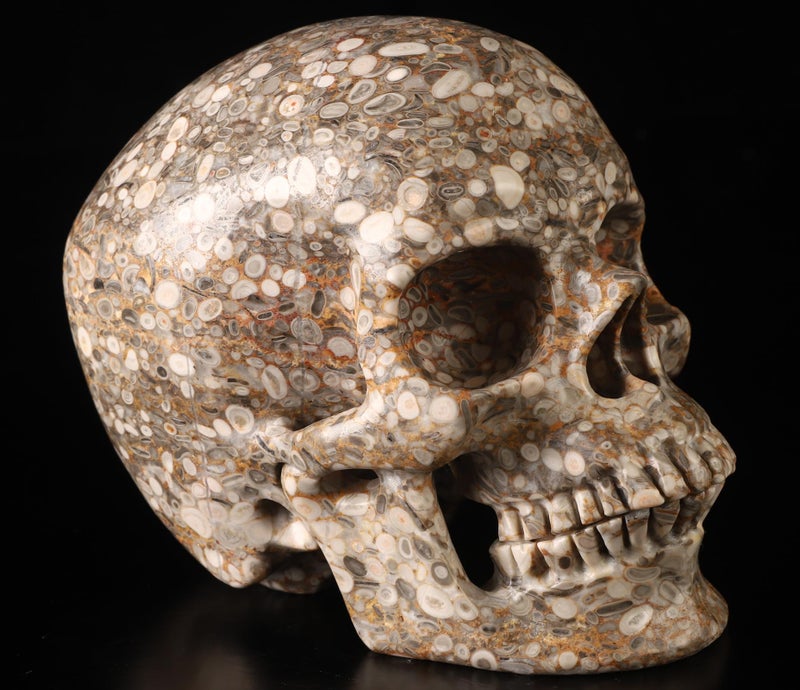 Skullis Skullis 5.0  Crinoid Fossil Super Crystal Skull  Hand Carved Gemstone Fine Art Sculpture  Reiki Healing Stone Statue.783  - Image 3