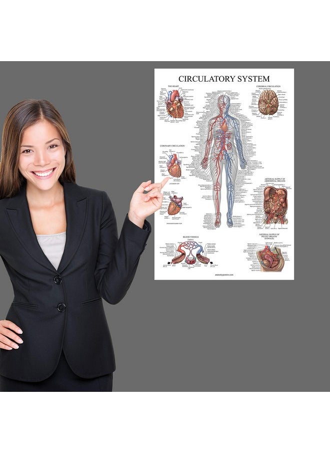 Palace Learning Palace Learning Circulatory System Anatomical Chart - Vascular Anatomy Poster - (18" x 24")  - Image 3