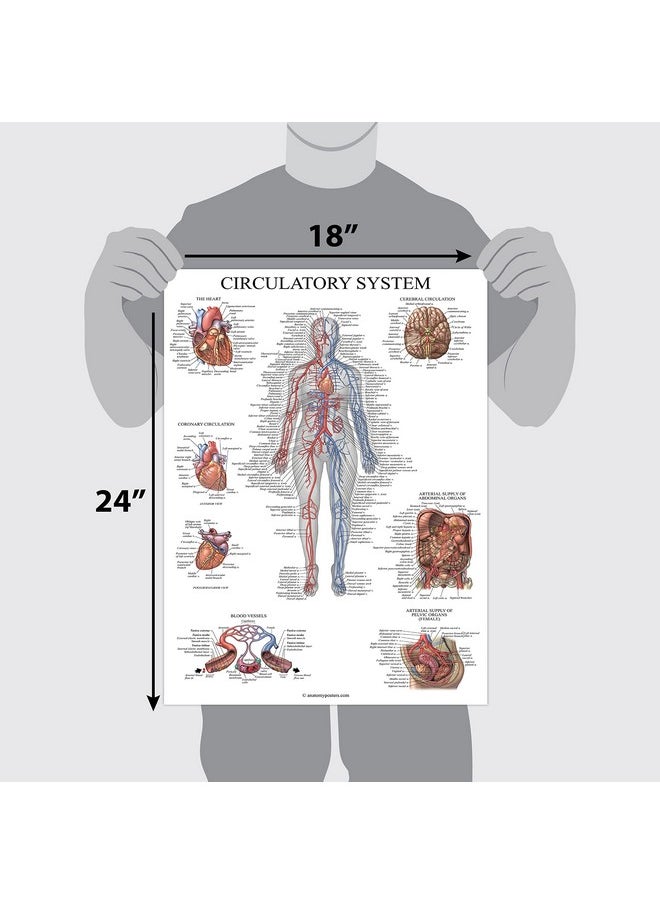 Palace Learning Palace Learning Circulatory System Anatomical Chart - Vascular Anatomy Poster - (18" x 24")  - Image 2