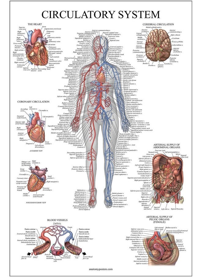 Palace Learning Palace Learning Circulatory System Anatomical Chart - Vascular Anatomy Poster - (18" x 24")  - Image 1