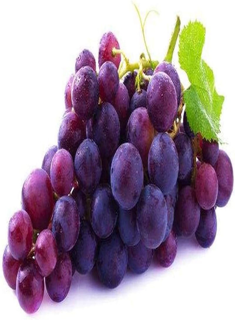 GGOOT 50Pcs Purple Grape Seeds Heirloom Vine Fruit Seed Round Pulp Appear in Clusters Decorative Fruits for The Garden Gardening Planting - Image 2