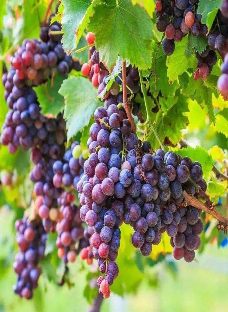 GGOOT 50Pcs Purple Grape Seeds Heirloom Vine Fruit Seed Round Pulp Appear in Clusters Decorative Fruits for The Garden Gardening Planting - Image 1