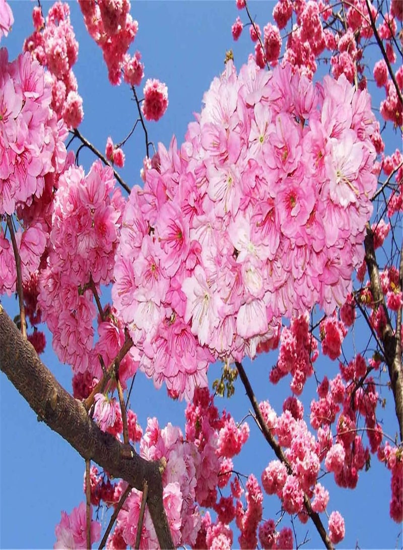 GGOOT Rare Flower Seeds Japanese Flowering Cherry Blossom Seeds 20 pcs Prunus serrulata Tree Seeds - Image 1