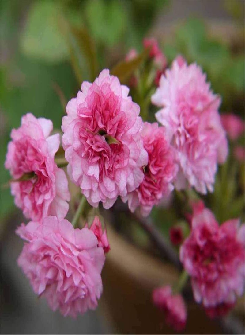 GGOOT Rare Flower Seeds Japanese Flowering Cherry Blossom Seeds 20 pcs Prunus serrulata Tree Seeds - Image 3