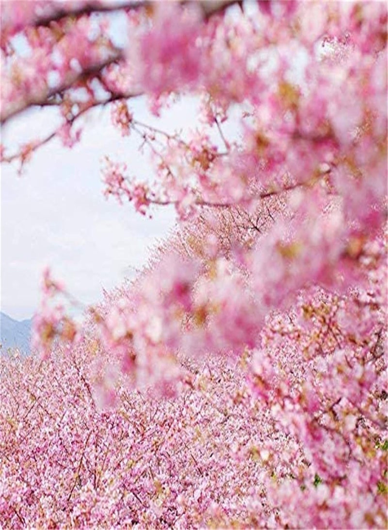 GGOOT Rare Flower Seeds Japanese Flowering Cherry Blossom Seeds 20 pcs Prunus serrulata Tree Seeds - Image 2